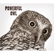 1 Unze Silber Silbermünze Green Golden Bell Frog  Perth Mint Tuvalu